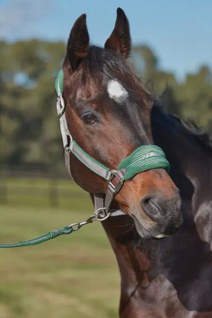 WEATHERBEETA PRIME PLUS HEADCOLLAR AND LEAD SET