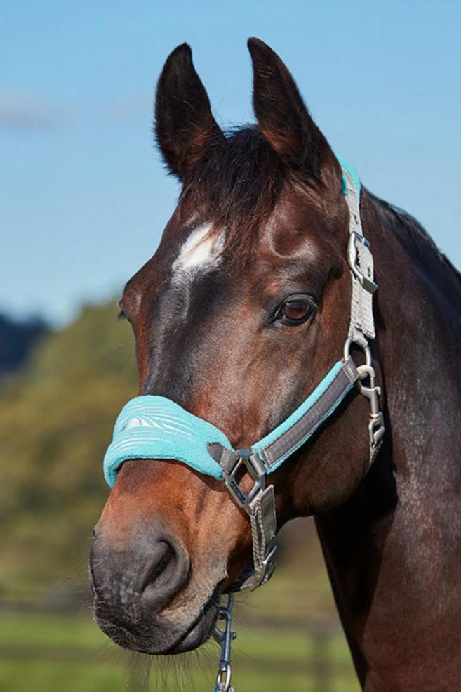 WEATHERBEETA PRIME PLUS HEADCOLLAR AND LEAD SET