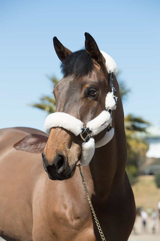 LeMieux Merino+ Fully Lined Halter - 2 Colours