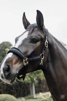  Kentucky Glitter Stone Halter