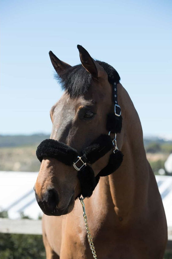 LeMieux Merino+ Fully Lined Halter - 2 Colours