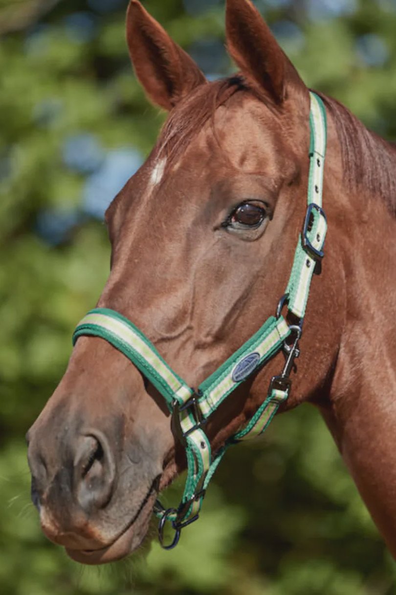 WEATHERBEETA COORDINATE HEADCOLLAR