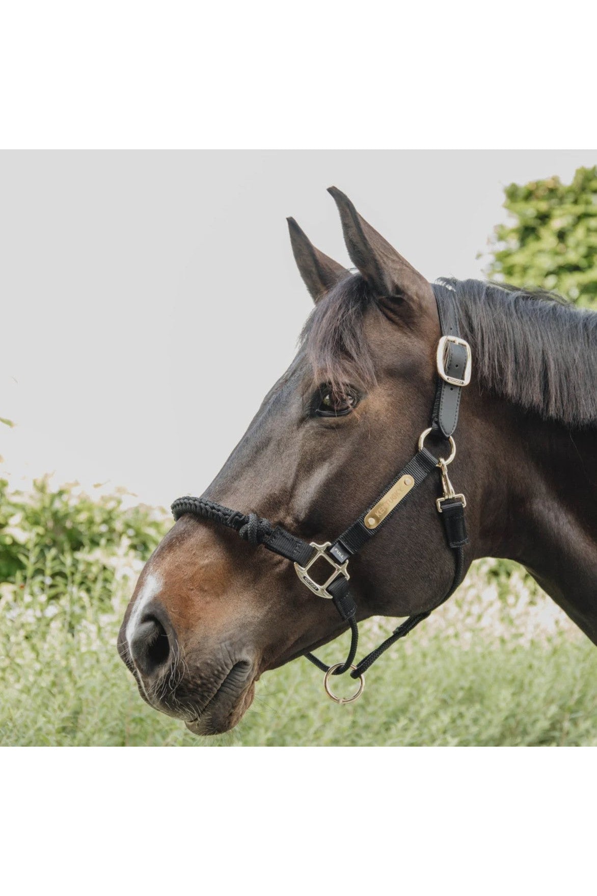 Kentucky CONTROL HALTER BLACK