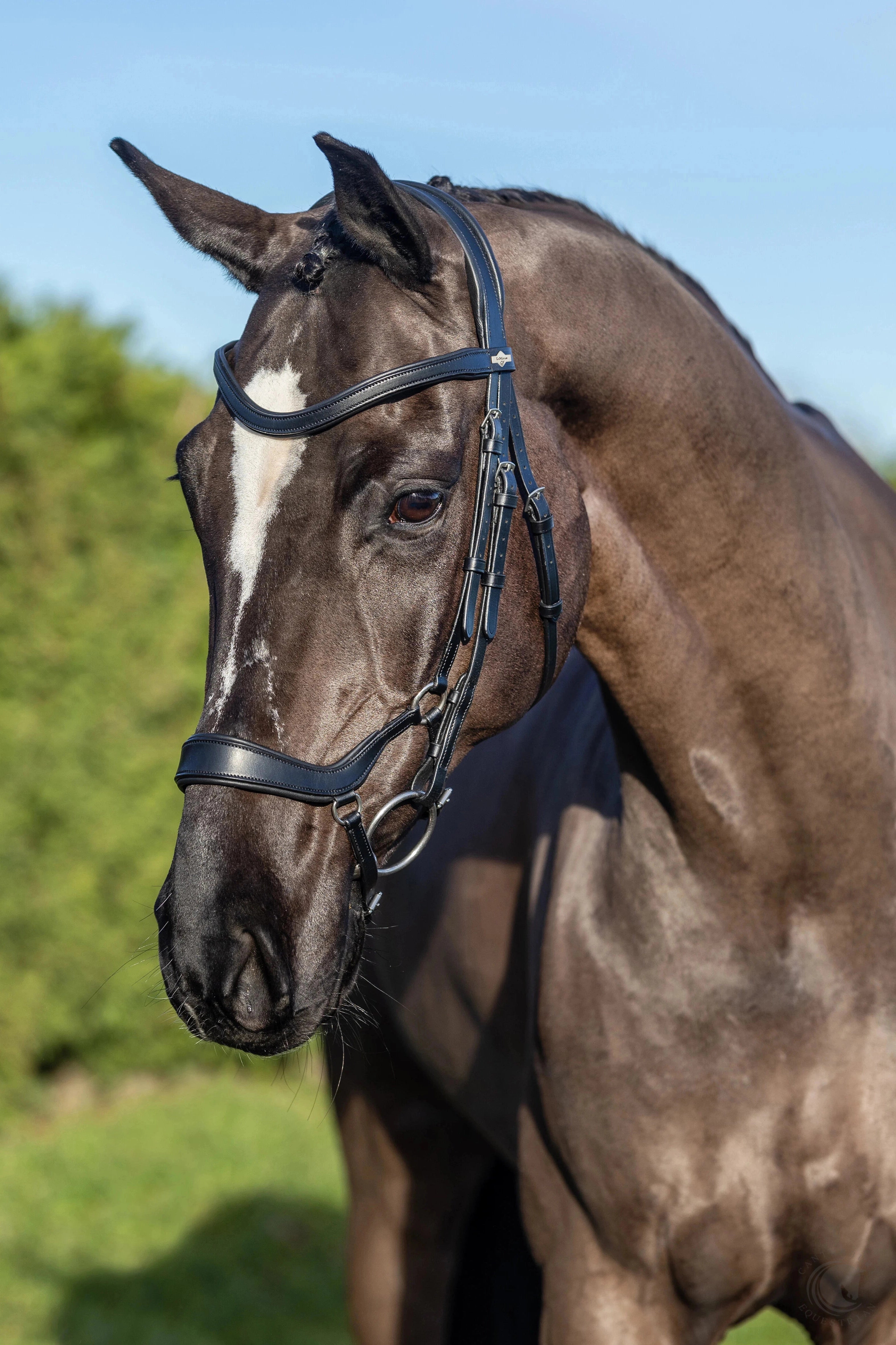 LeMieux Arika Drop Bridle Black/Silver