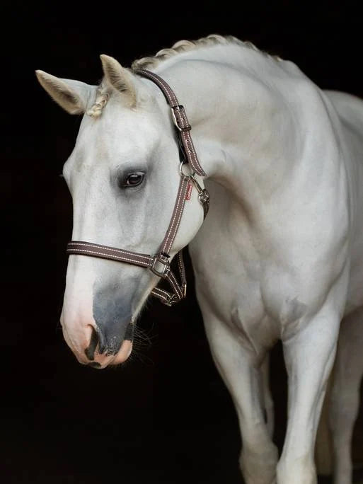 LeMieux Essential Safety Yard Headcollar