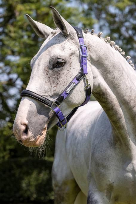 LEMIEUX CAPELLA HEADCOLLAR Bluebell